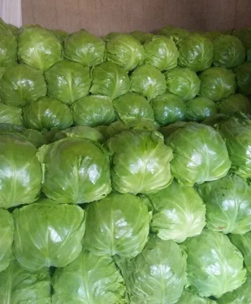 精品甘蓝大量上市，产地直发，新鲜采摘，欢迎各地采购商联系