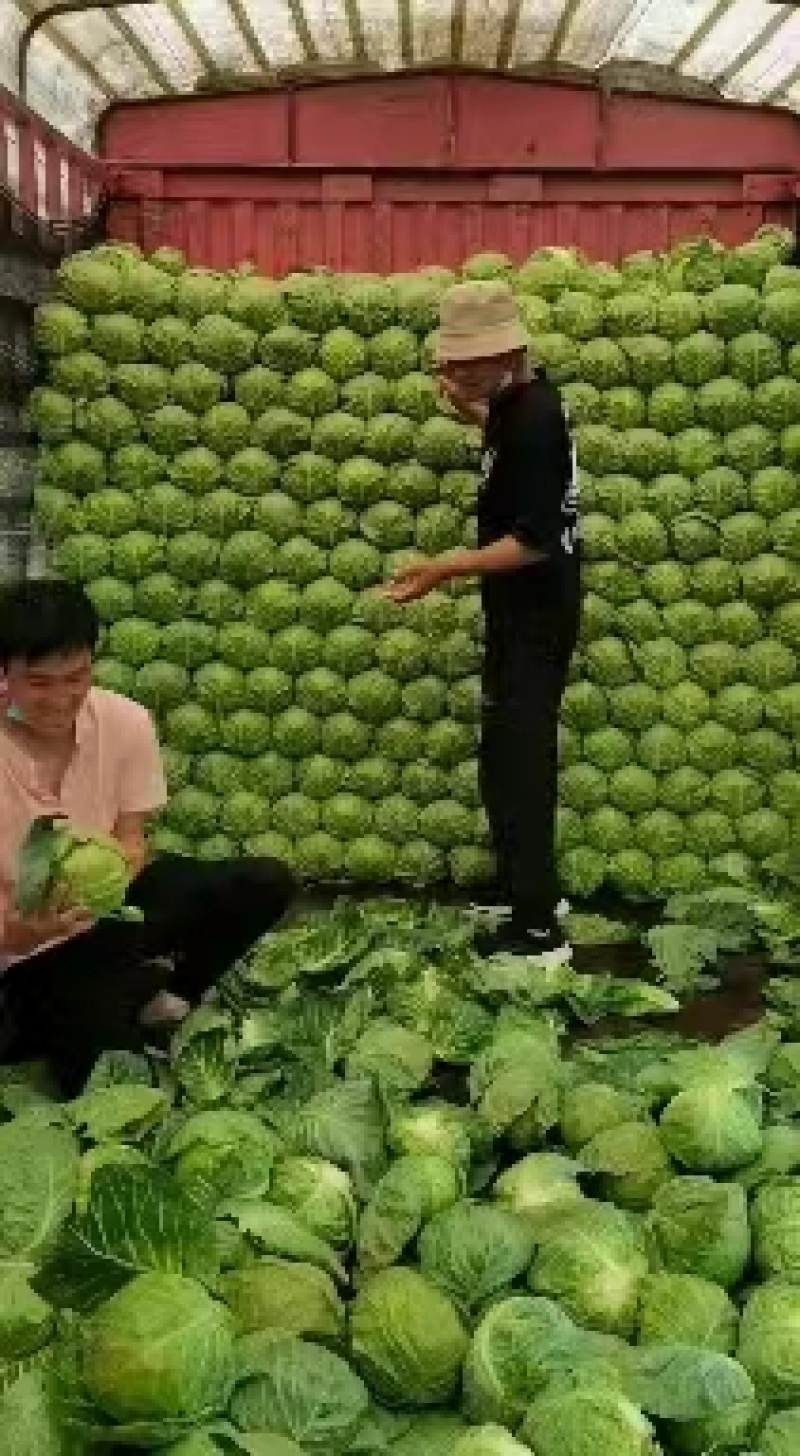 精品甘蓝大量上市，产地直发，新鲜采摘，欢迎各地采购商联系