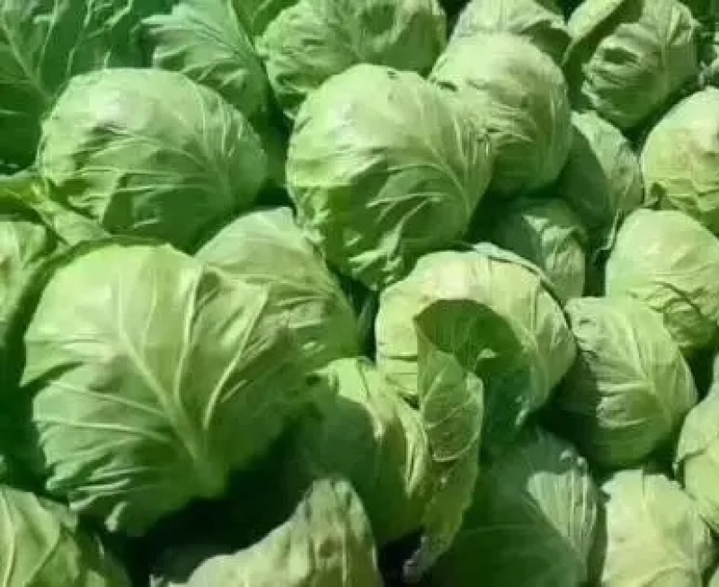 精品甘蓝大量上市，产地直发，新鲜采摘，欢迎各地采购商联系