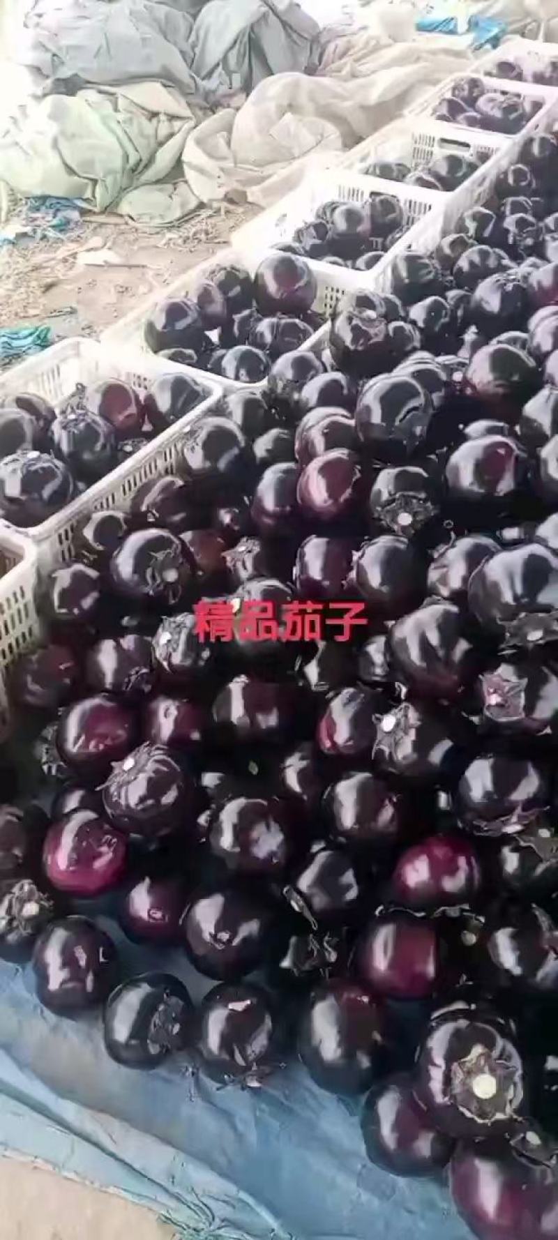 精品圆茄大量上市，产地直发，新鲜采摘，欢迎各地采购商联系