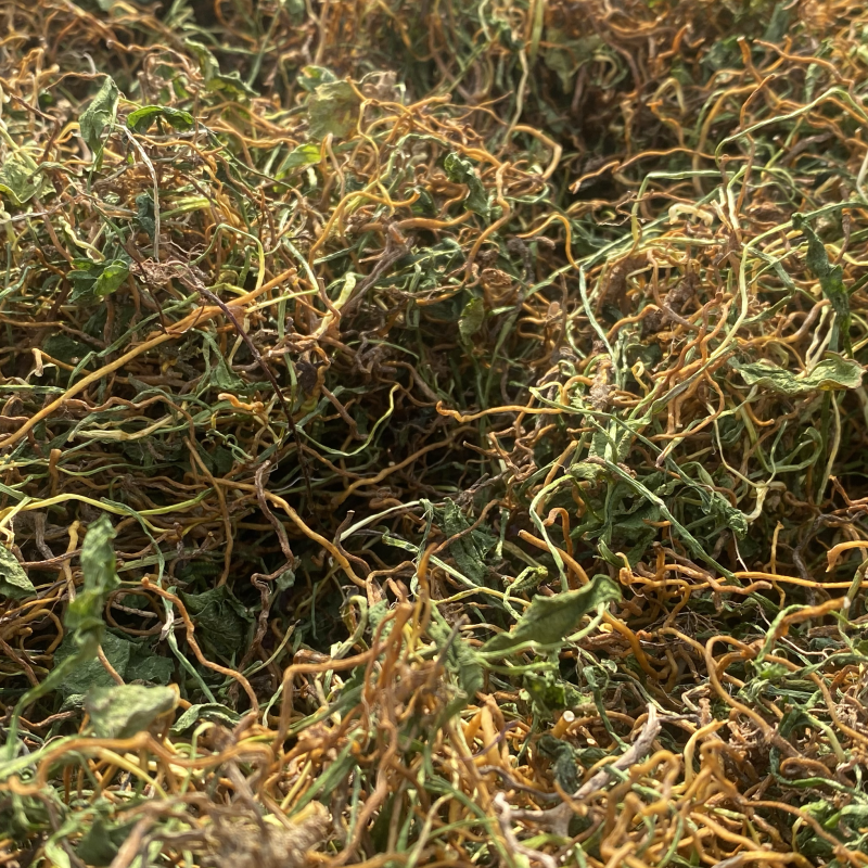 正宗云南一支箭一住香青藤蛇咬子干货
