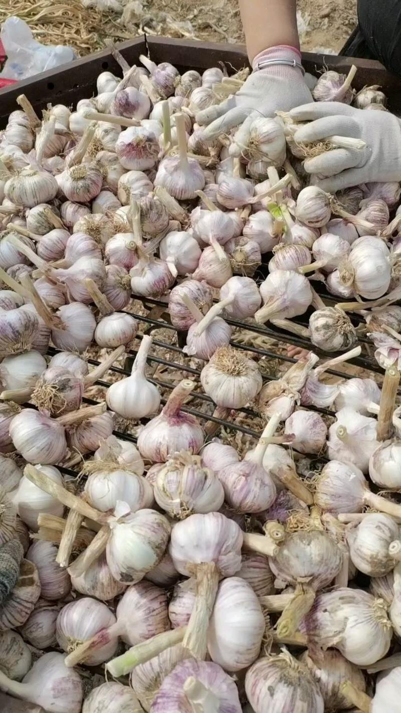 河南鲜大蒜头大量上市中，成熟度高50以上，产地一手货源