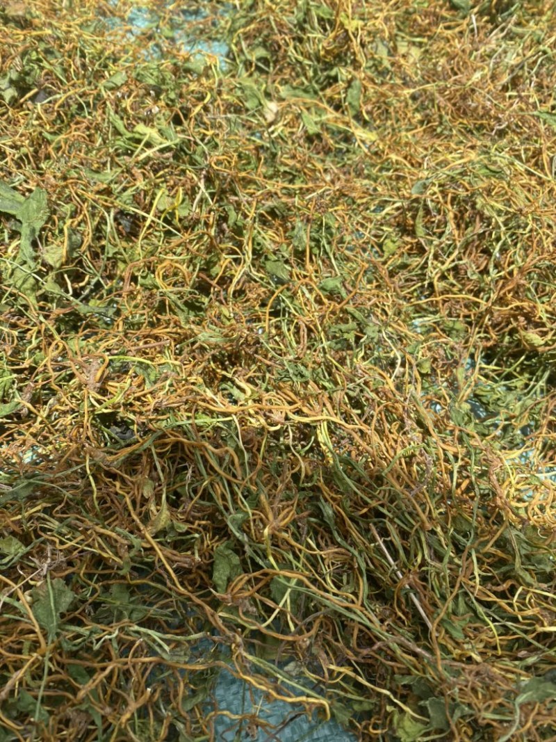 正宗云南一支箭一住香青藤蛇咬子干货