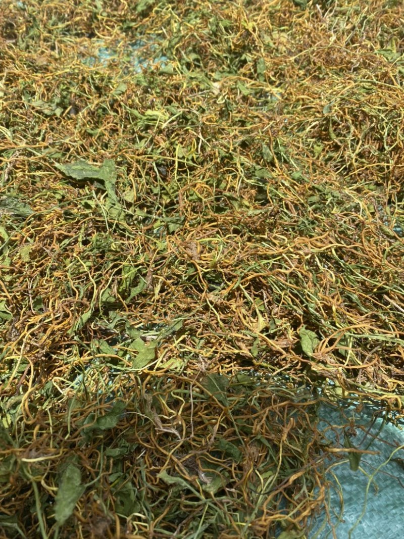 正宗云南一支箭一住香青藤蛇咬子干货