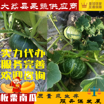 【力荐】大量供应南瓜品质保障专业代办对接全国各级客商