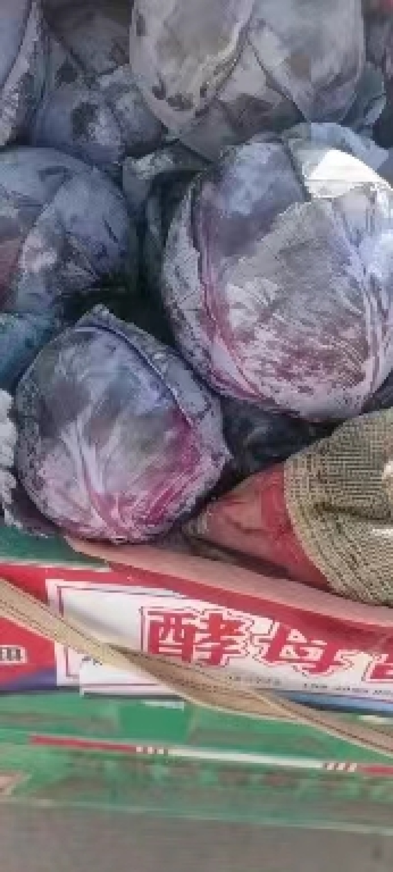 精品紫甘蓝大量上市，产地直发，新鲜采摘，欢迎各地客商联系