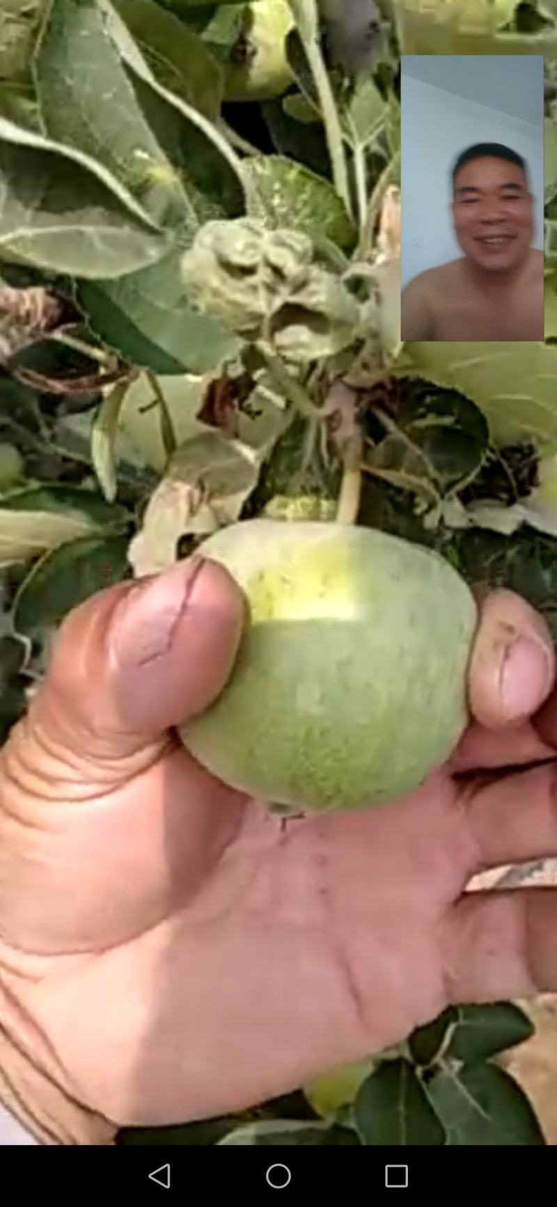 青苹果
