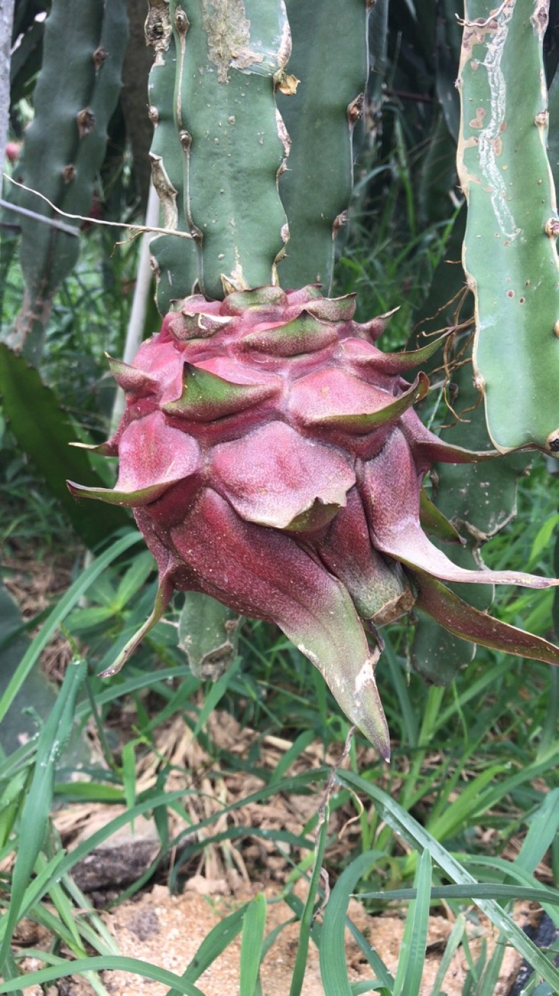 红心火龙果