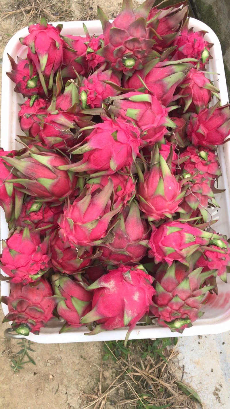 红心火龙果