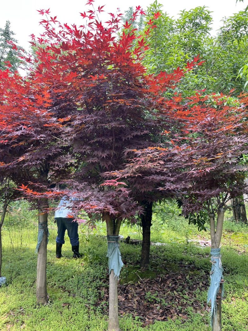 高接红枫骨架红枫