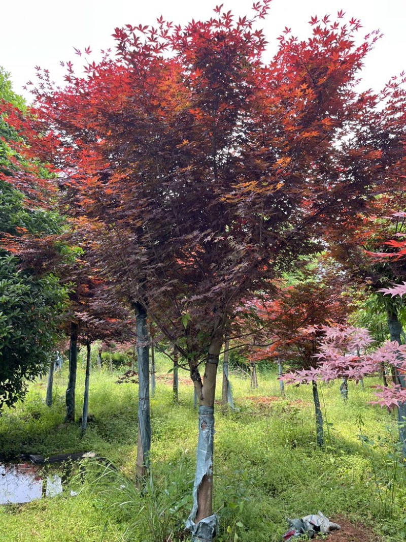 高接红枫骨架红枫