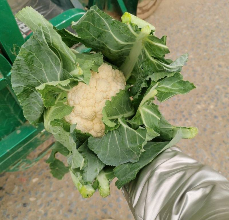 精品菜花大量上市，产地直发，新鲜采摘，欢迎各地客商联系