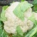 精品菜花大量上市，产地直发，新鲜采摘，欢迎各地客商联系