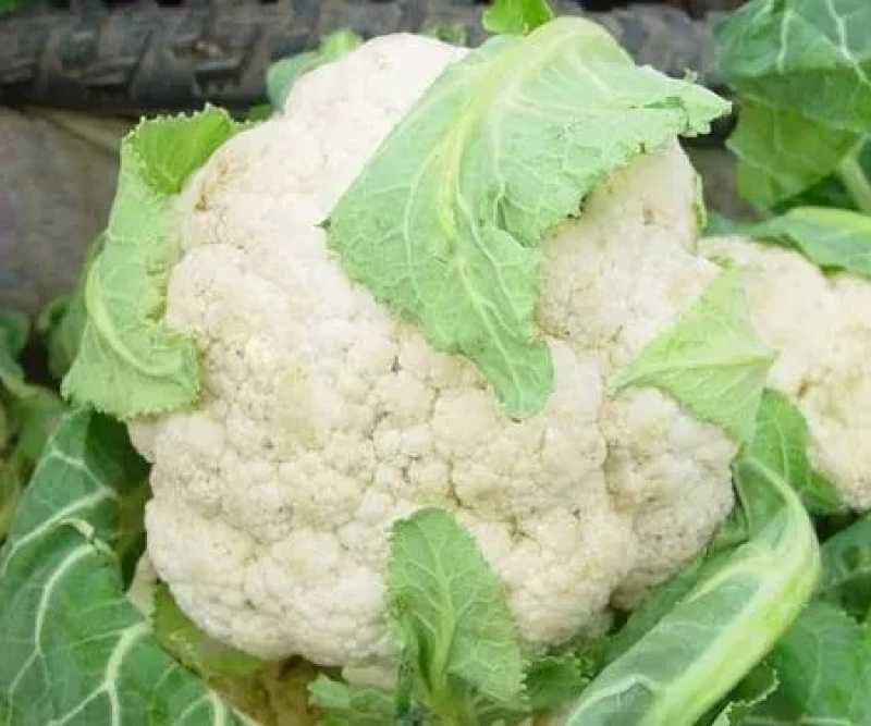 精品菜花大量上市，产地直发，新鲜采摘，欢迎各地客商联系