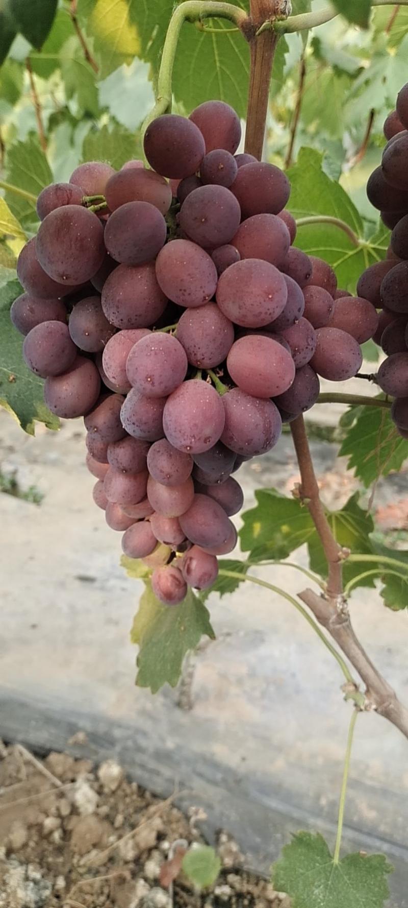 【葡萄】早熟红无核葡萄山东早熟葡萄口感好量大从优，