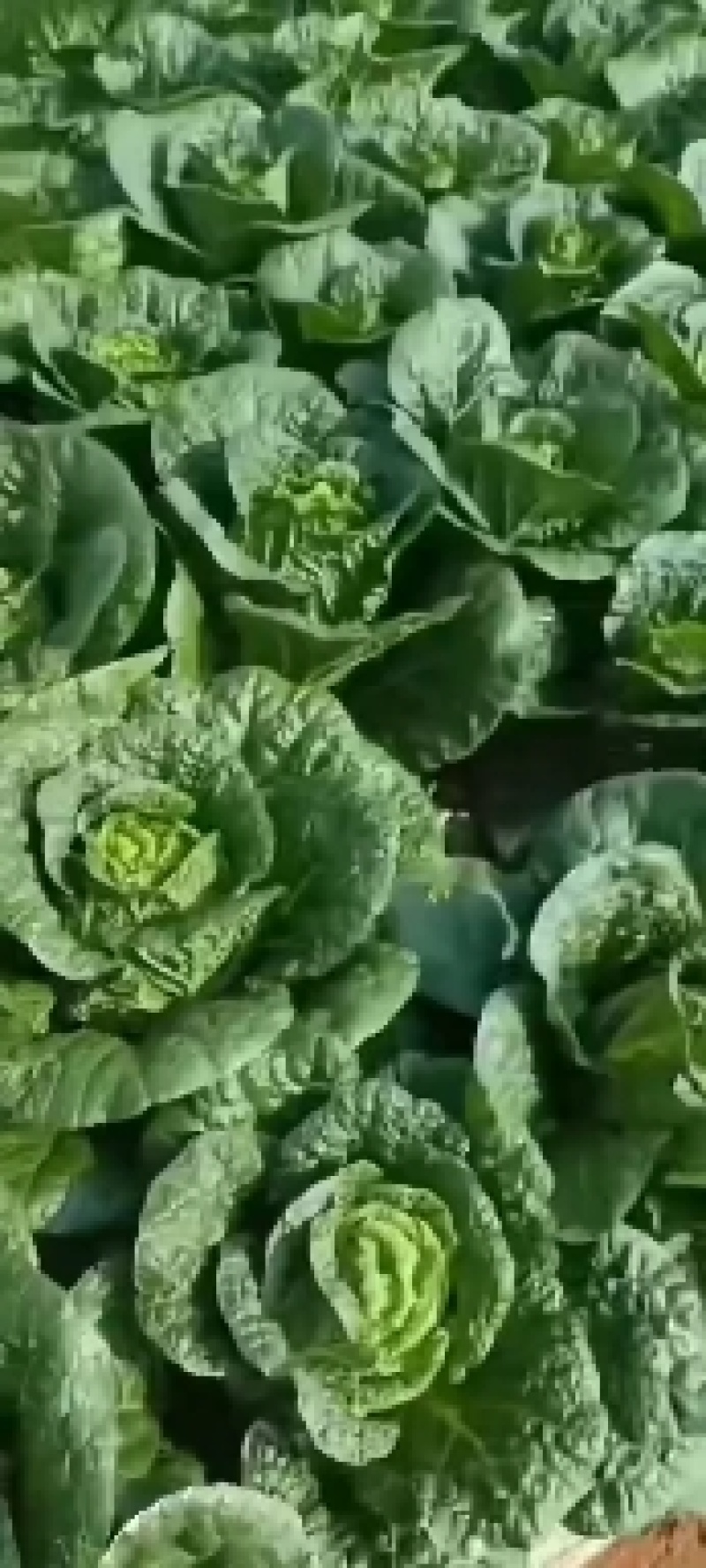 白菜
