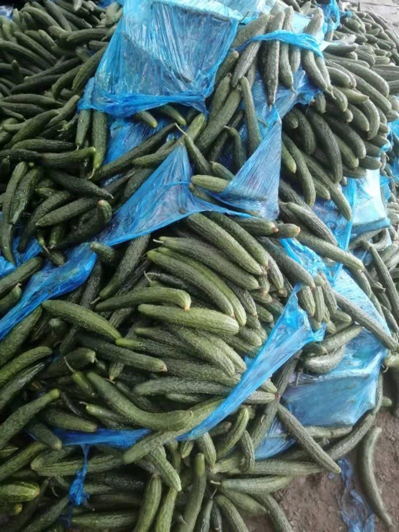 推荐精品密刺黄瓜，产地直发，欢迎各大市场以及电商