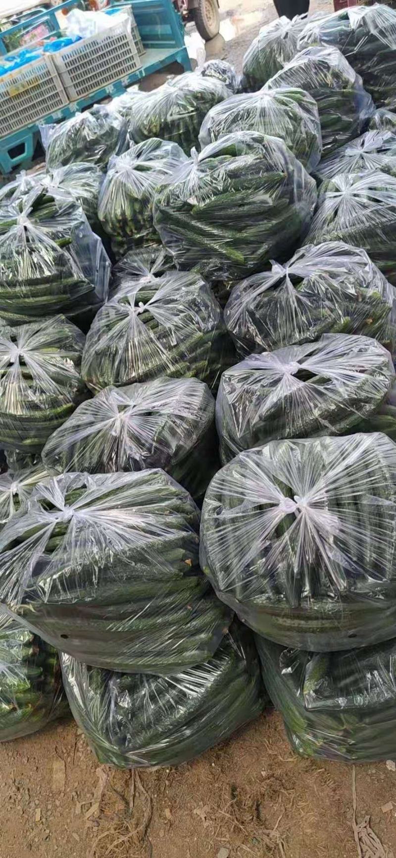 推荐精品密刺黄瓜，产地直发，欢迎各大市场以及电商