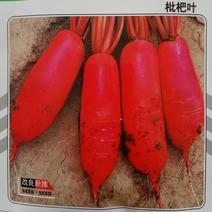 枇杷叶耐糠红皮白肉萝卜种子长红皮萝卜种子水果萝卜种子