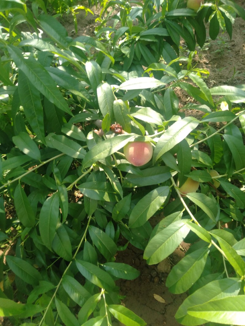 郑二毛挑