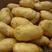 土豆，精品，荷兰土豆，大量上货，支持产地看货，保证质量