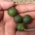 蜜橘，宫本武藏，宫川，国庆一号，柑橘，橙子，柚子落地果，
