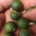 蜜橘，宫本武藏，宫川，国庆一号，柑橘，橙子，柚子落地果，