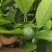 蜜橘，宫本武藏，宫川，国庆一号，柑橘，橙子，柚子落地果，