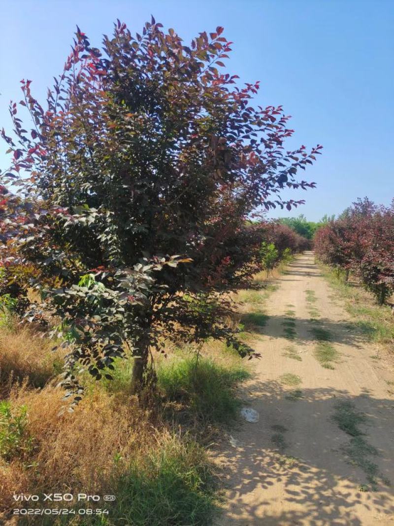 美人梅，嫁接美人梅，红绿梅，榆叶梅道路绿化，城区道路绿，