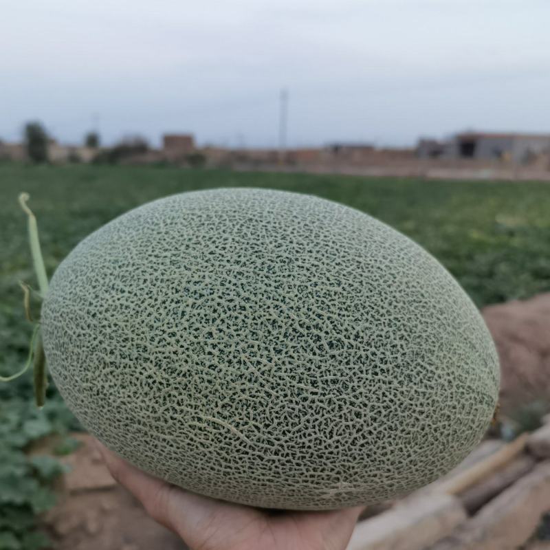 哈密瓜