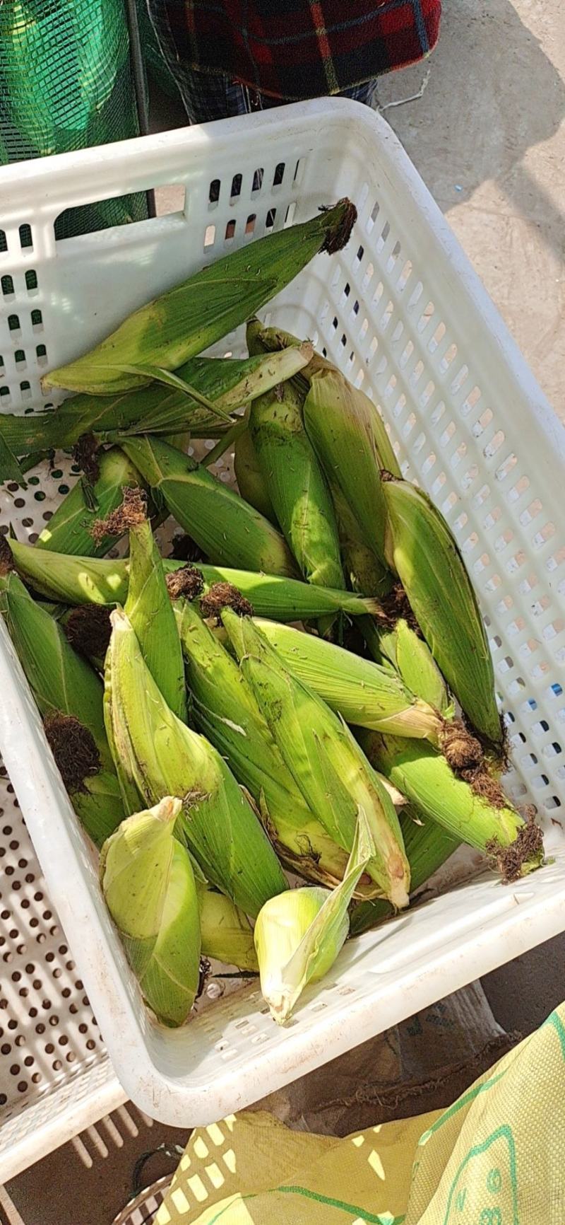 大量供应东台糯玉米