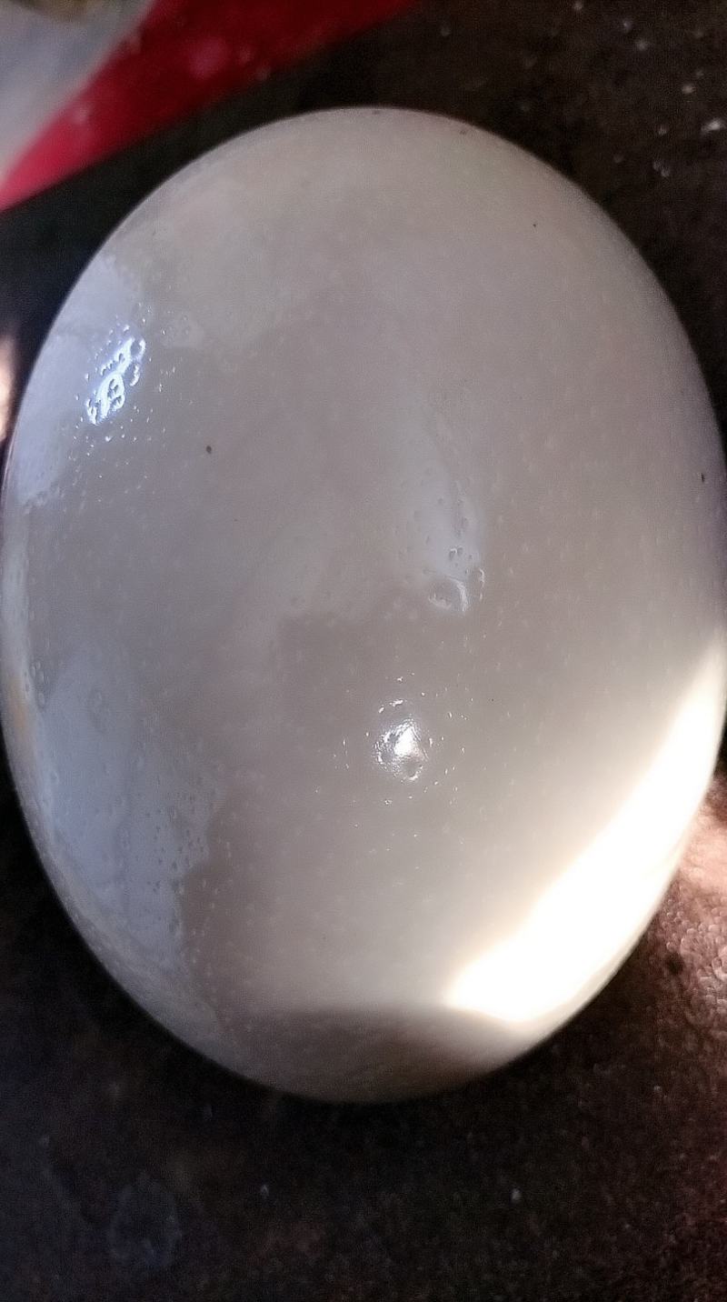 鸵鸟蛋