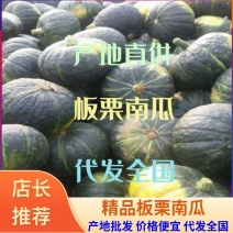 湖北嘉鱼，板栗南瓜上市基地直供代发全国，质量保证！