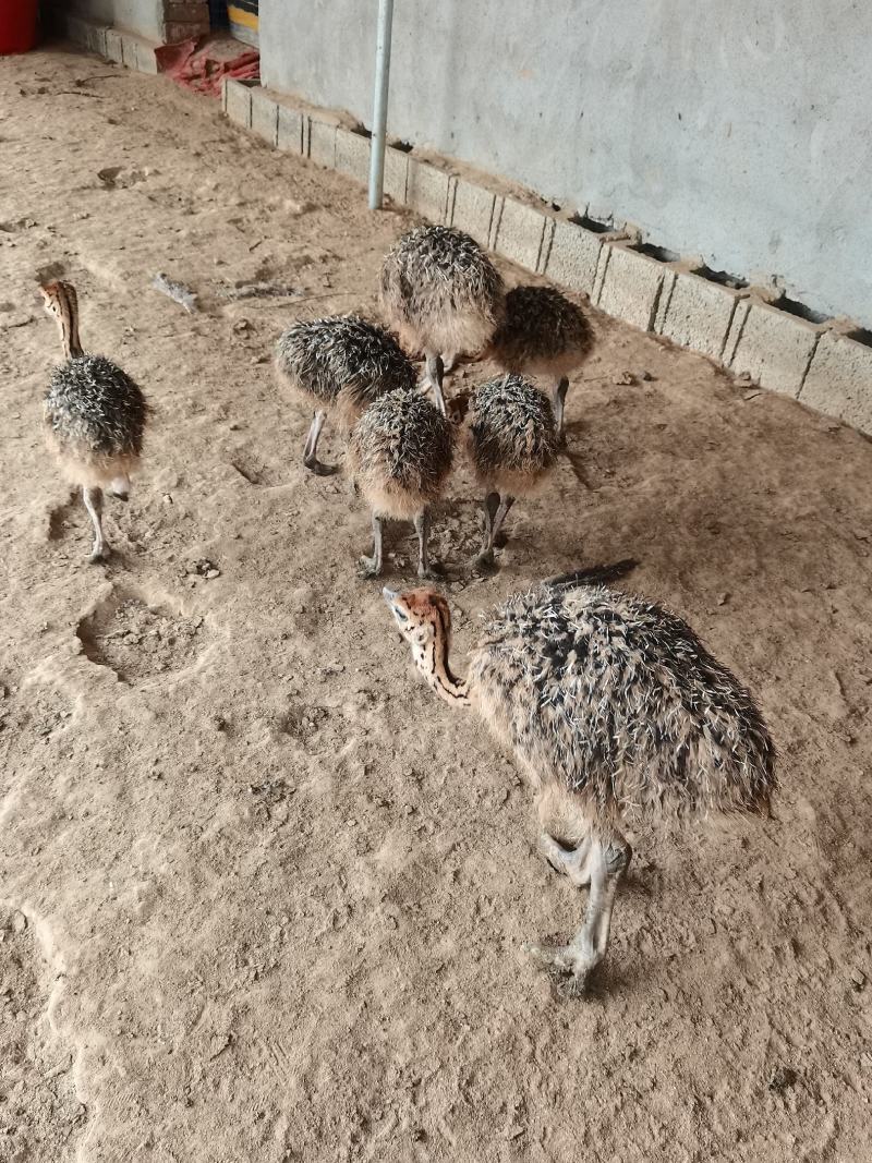 鸵鸟各个阶段现货要的可视频挑选