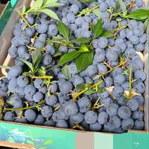 山东陆地蓝莓上市！鲜果批发出售，价格美丽，可提供代办服务