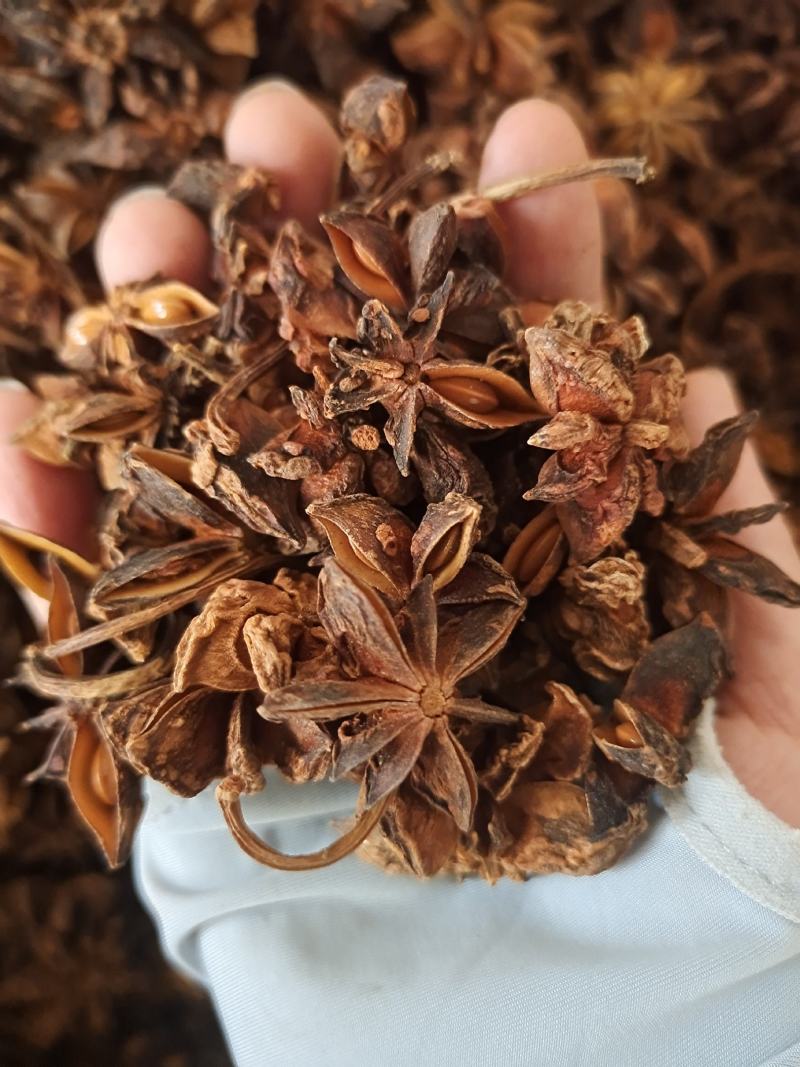 八角广西无硫八角大茴香全干八角大茴香地道中药材