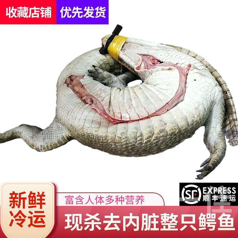 整条现宰现卖鳄鱼，去内脏，顺丰发货！规格35-150斤！