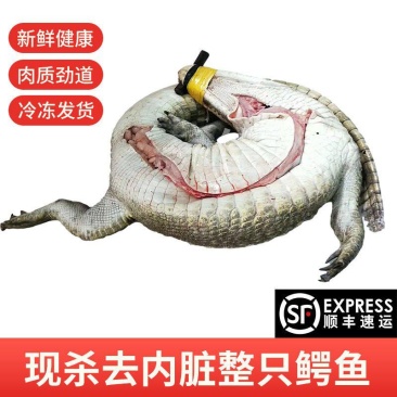 整条现宰现卖鳄鱼，去内脏，顺丰发货！规格35-150斤！