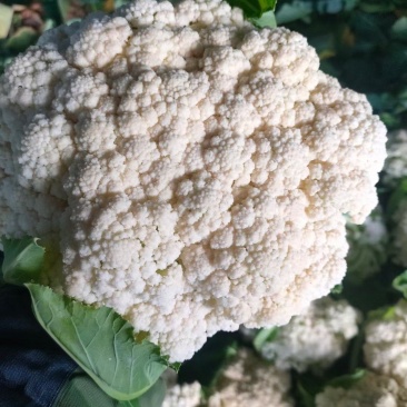 菜花有机花大量出售价格便宜，货源充足一手货源需要的联系