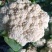 菜花有机花大量出售价格便宜，货源充足一手货源需要的联系