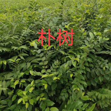 朴树苗大量上市产地直销量大从优欢迎各位朋友进店咨询