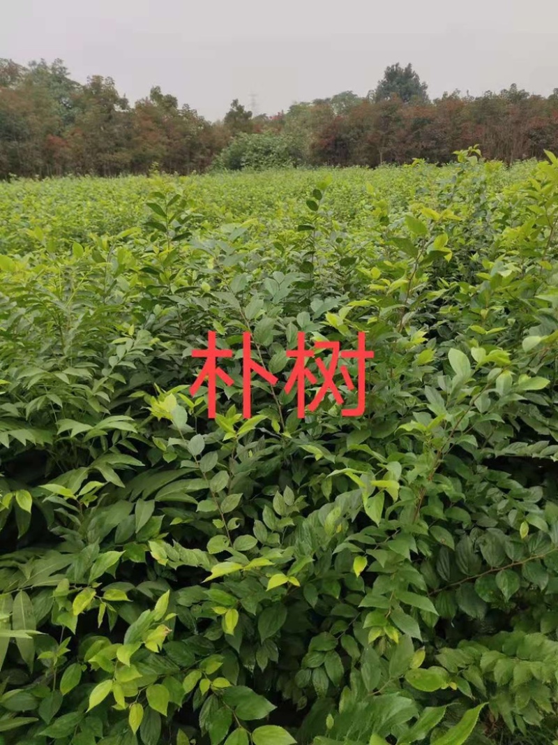 朴树苗大量上市产地直销量大从优欢迎各位朋友进店咨询