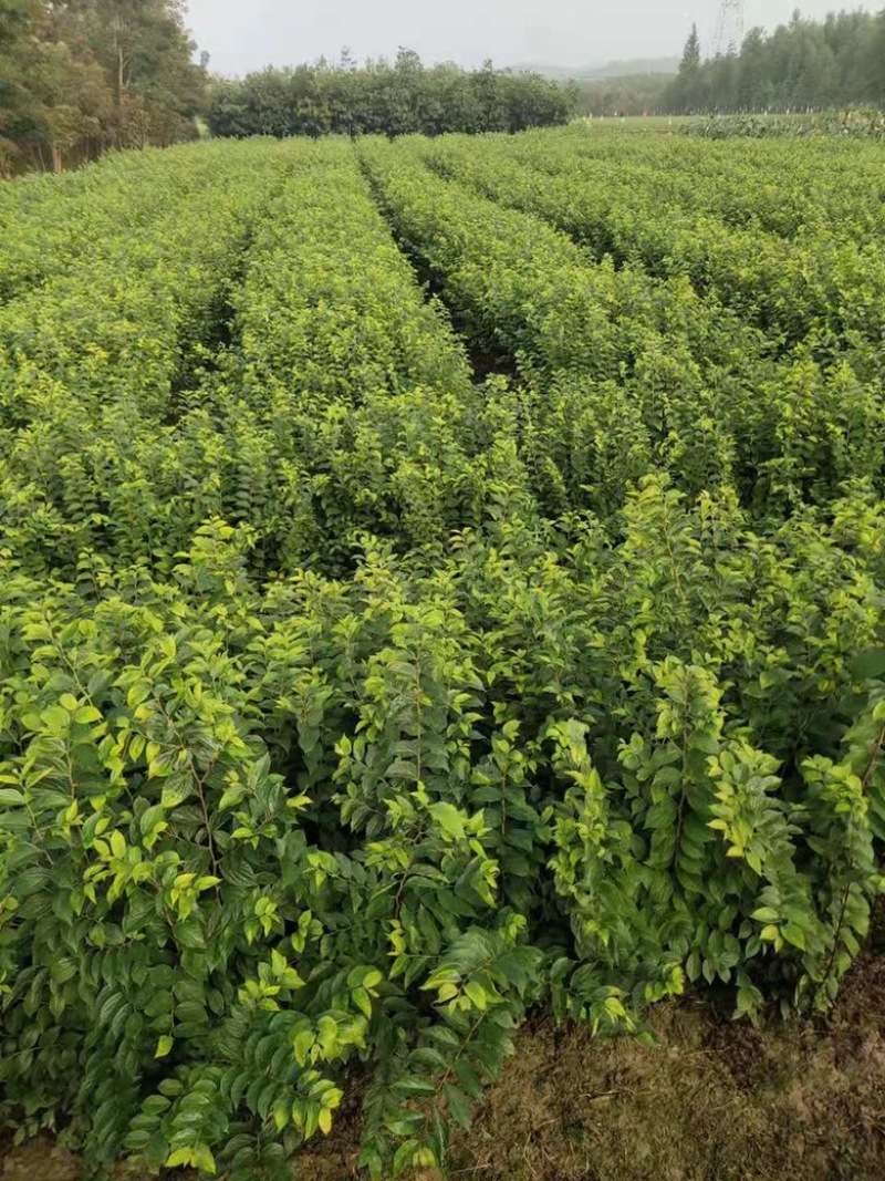朴树苗大量上市产地直销量大从优欢迎各位朋友进店咨询