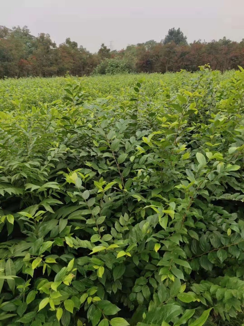 朴树苗大量上市产地直销量大从优欢迎各位朋友进店咨询