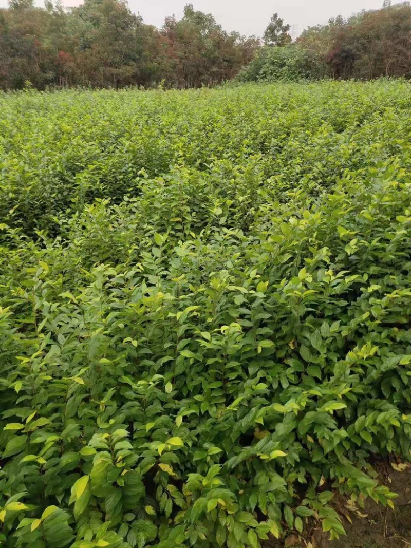 朴树苗大量上市产地直销量大从优欢迎各位朋友进店咨询