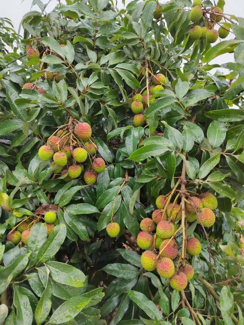 荔枝