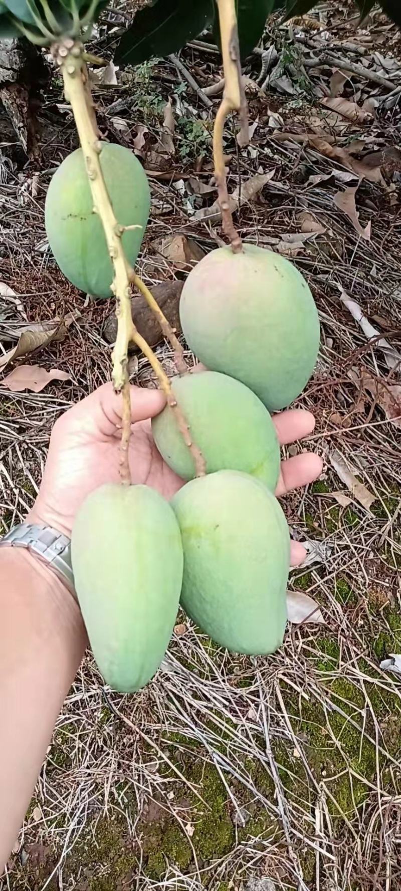 芒果台农贵妃大青芒