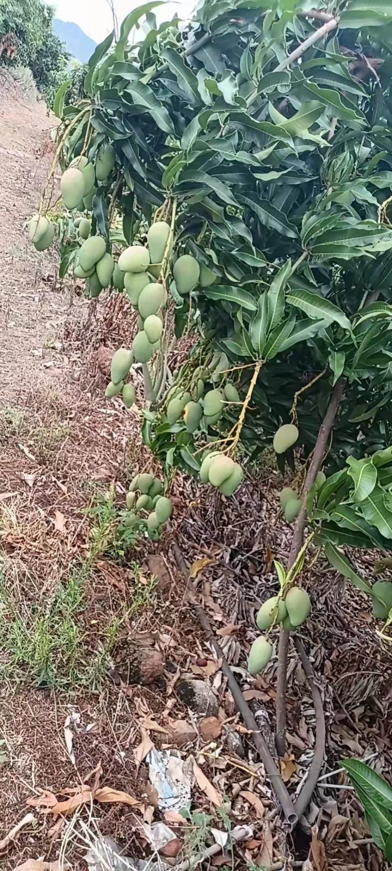 芒果台农贵妃大青芒