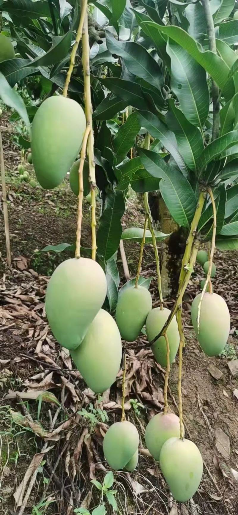 芒果台农贵妃大青芒