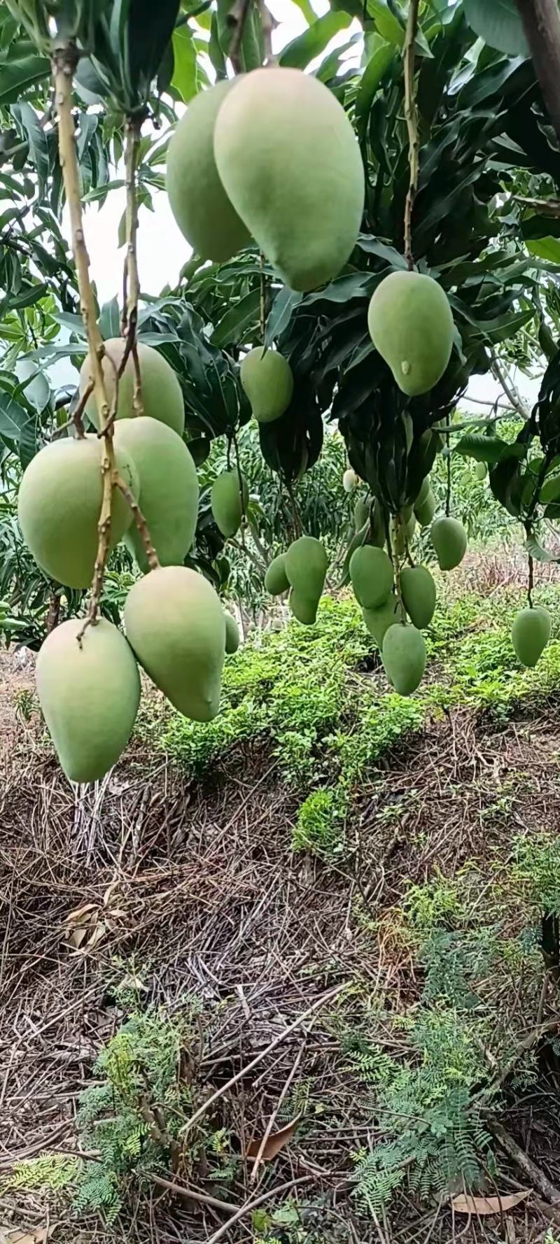 芒果台农贵妃大青芒